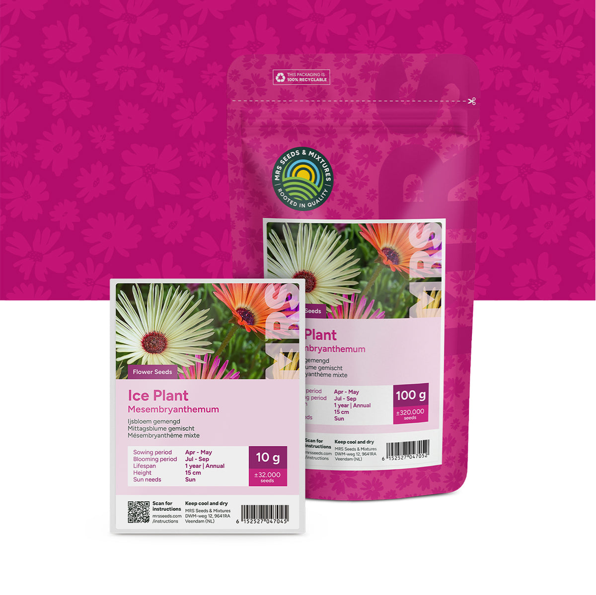 IJsbloem – Mesembryanthemum