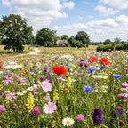 Joyfields regiomengsels Nederland - Regio Drenthe [nl]