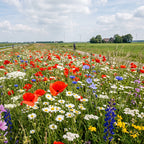 Joyfields regiomengsels Nederland - Regio Flevoland [nl]
