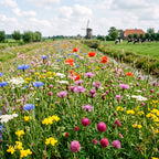 Joyfields regiomengsels Nederland - Regio Friesland [nl]
