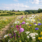 Joyfields regiomengsels Nederland - Regio Limburg [nl]