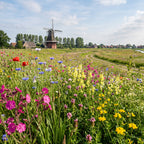 Joyfields regiomengsels Nederland - Regio Noord-Holland [nl]