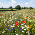 Joyfields regiomengsels Nederland - Regio Noord-Brabant [nl]