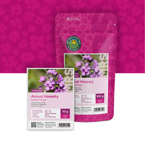 Judaspenning Violet – Lunaria annua