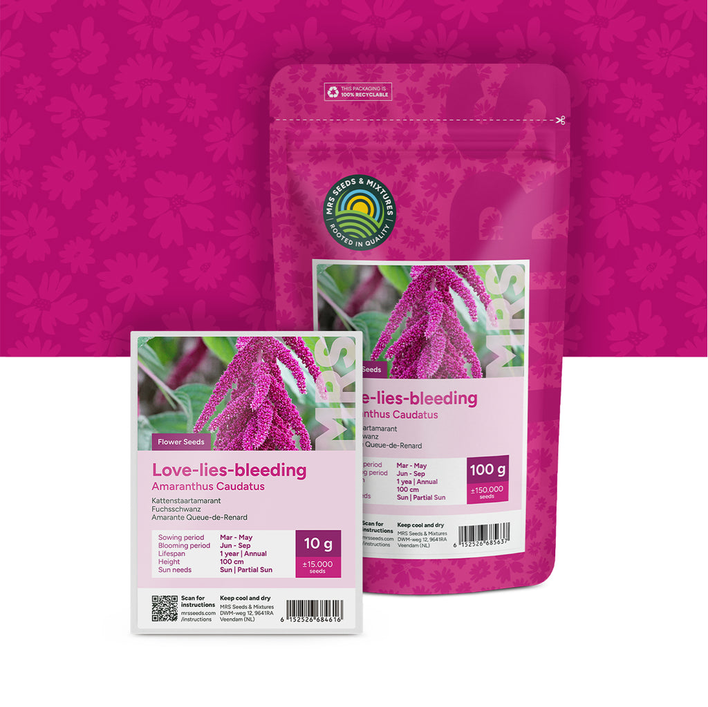 Kattenstaartamarant – Amaranthus caudatus
