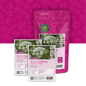 Kleine bevernel – Pimpinella saxifraga