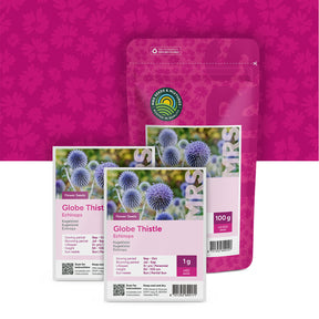 Kogeldistel – Echinops