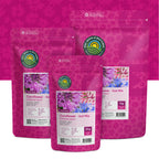Korenbloem 'Ball Mix'