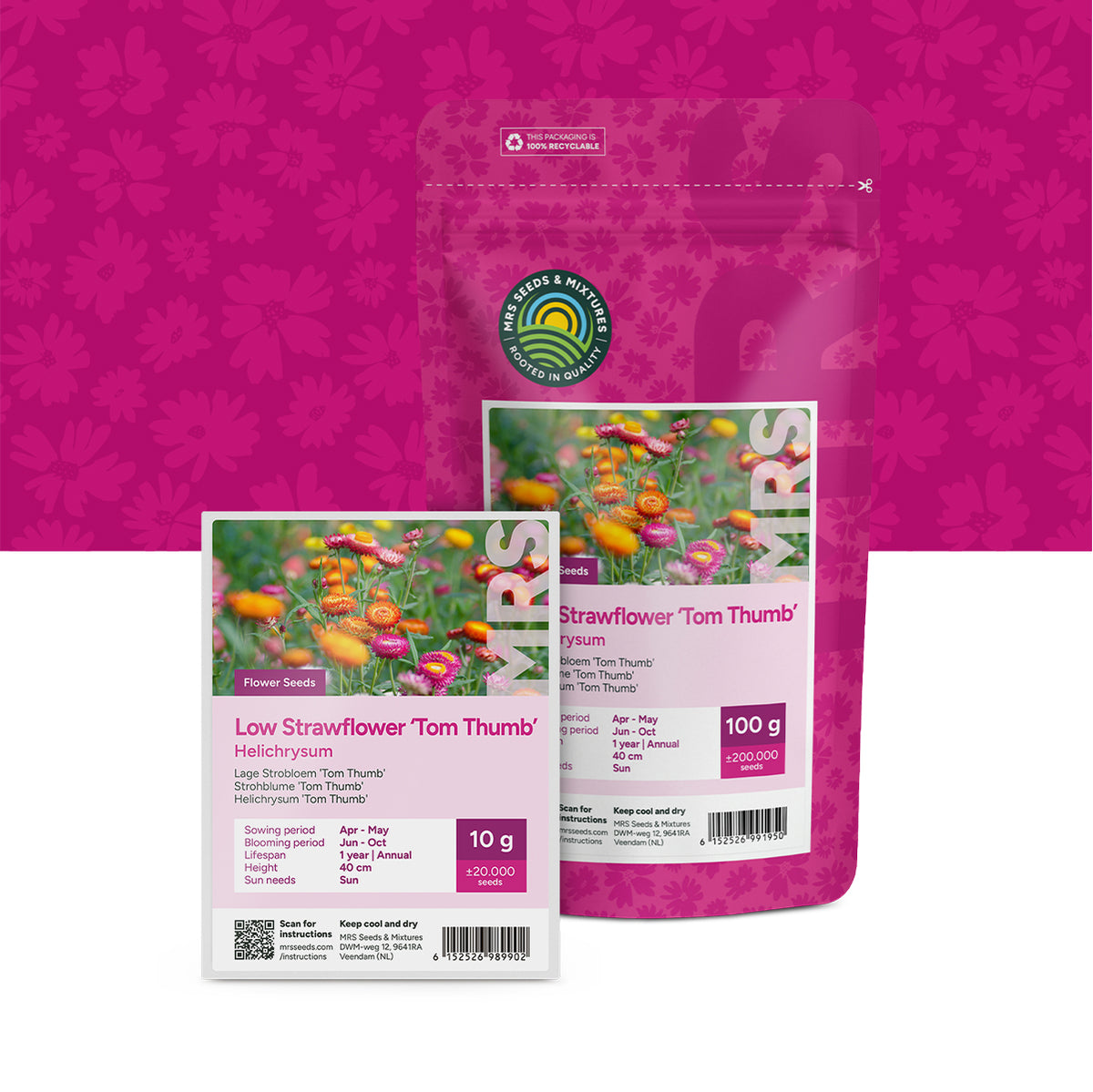 Lage Strobloem 'Tom Thumb' – Helichrysum