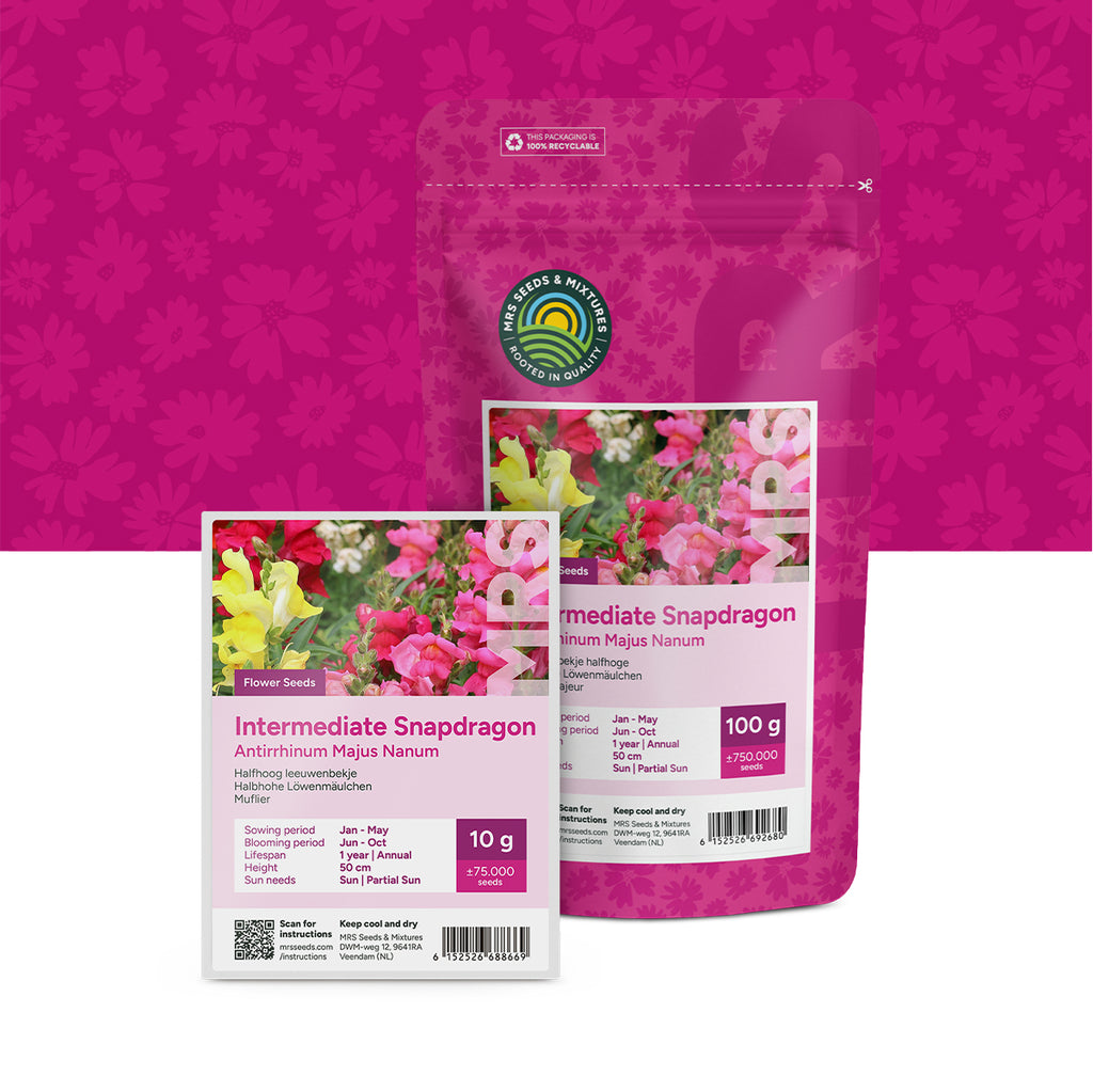 Leeuwenbekje halfhoge – Antirrhinum