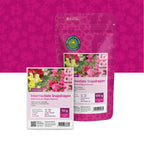 Leeuwenbekje halfhoge – Antirrhinum