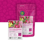 Leeuwenbekje halfhoge – Antirrhinum