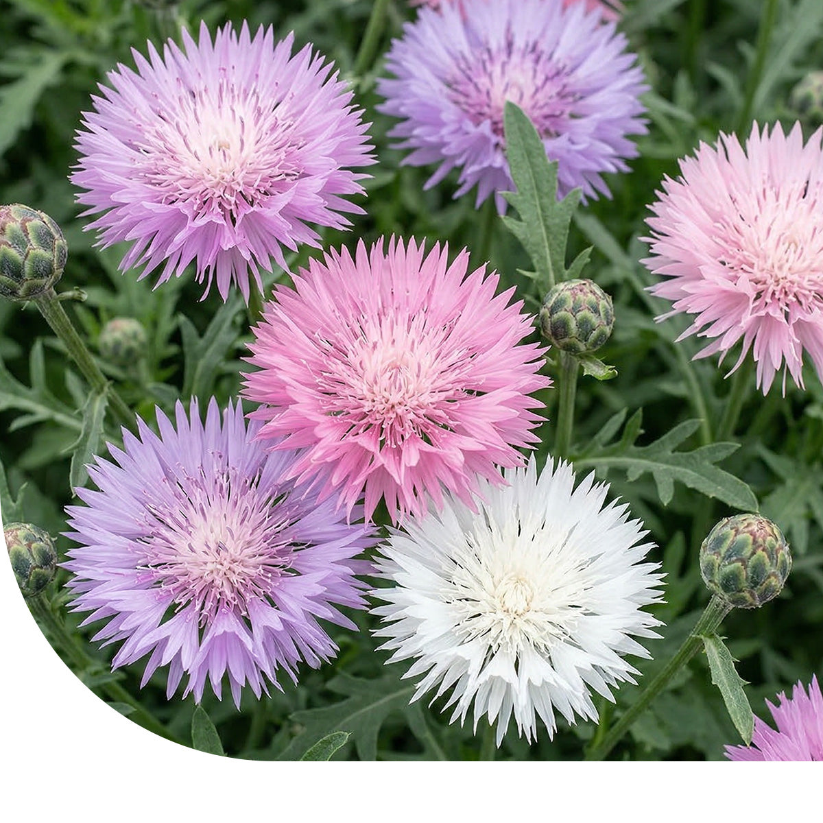 Keizerskorenbloem - Centaurea moschata imperialis