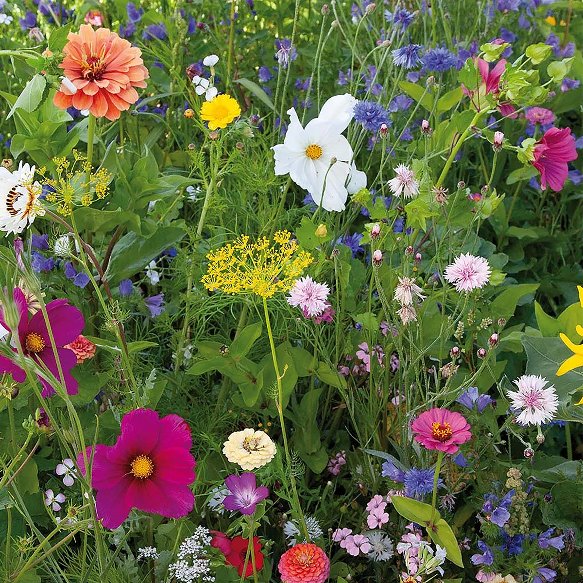 Zomerbloemenmengsel 1-jarig