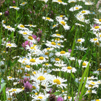 Margrietenmengsel 2- Inheems