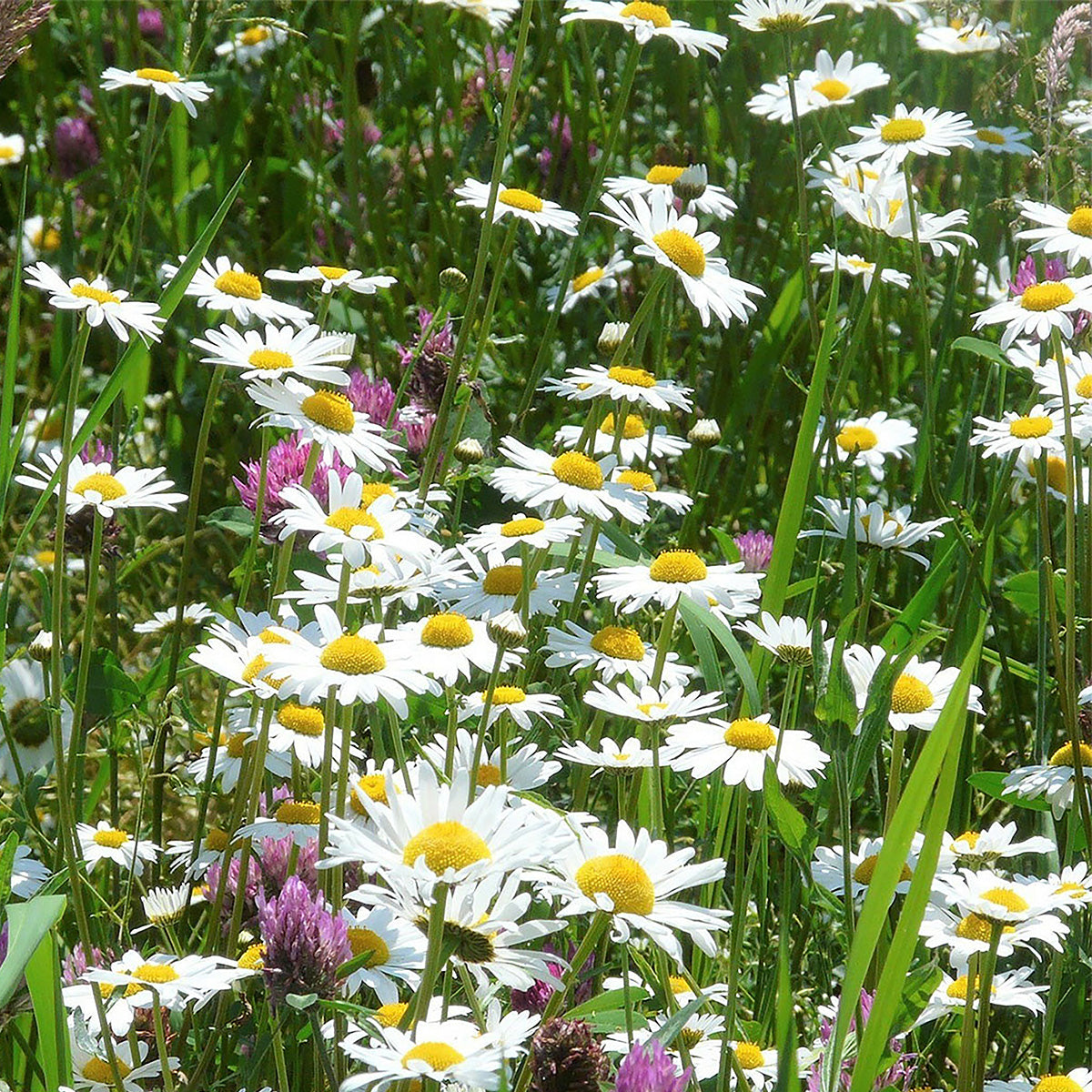 Margrietenmengsel 2- Inheems