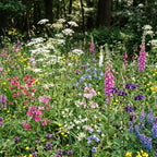 Bosrand Bloemenmengsel Inheems – Meerjarig