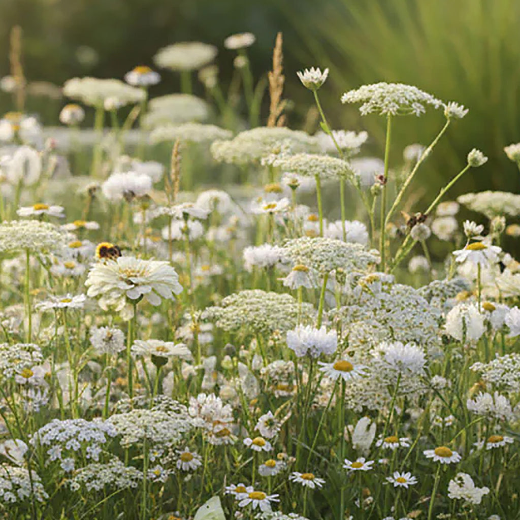 Witte Wilde Bloemen mix – 14 Soorten