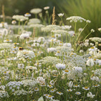 Witte Wilde Bloemen mix – 14 Soorten