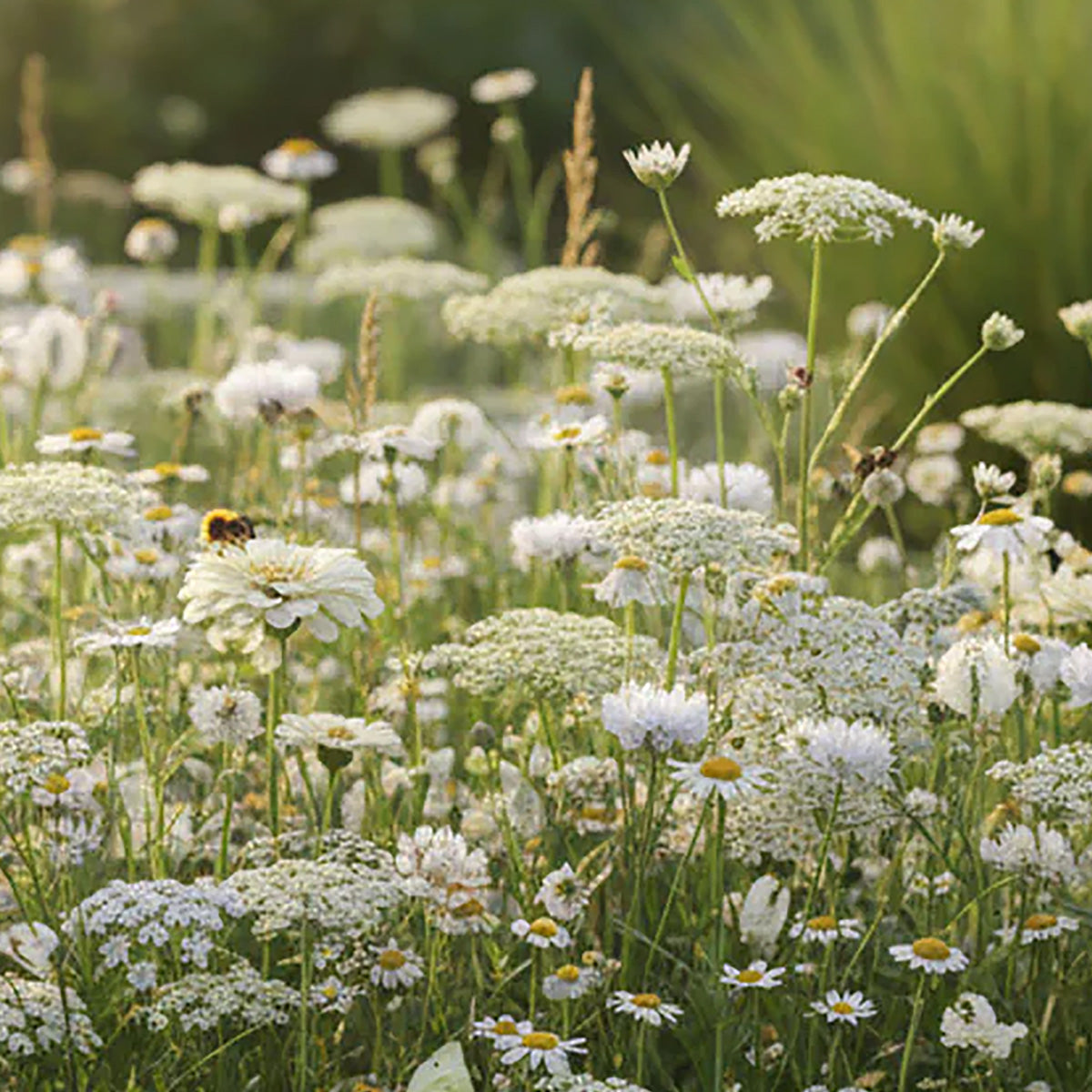 Witte Wilde Bloemen mix – 14 Soorten
