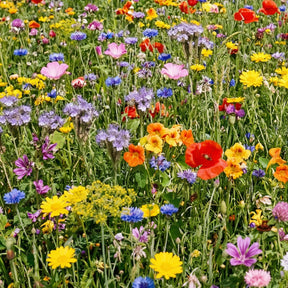 Vlinderbloemenmengsel één-  en meerjarig