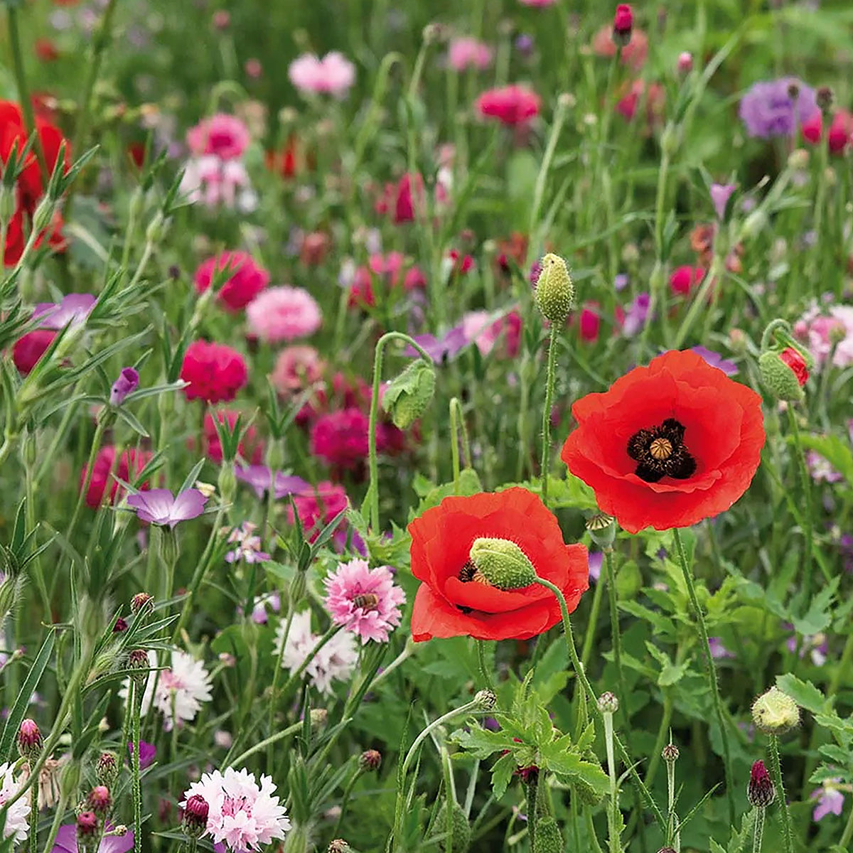 Zomerbloemen Roze & Rode Tinten Mix