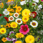 Eetbare Bloemen Mix