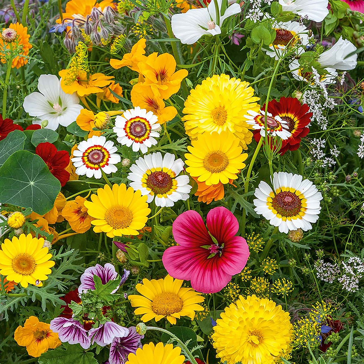 Eetbare Bloemen Mix