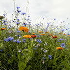 Rotstuinen bloemenmix 1 jarig