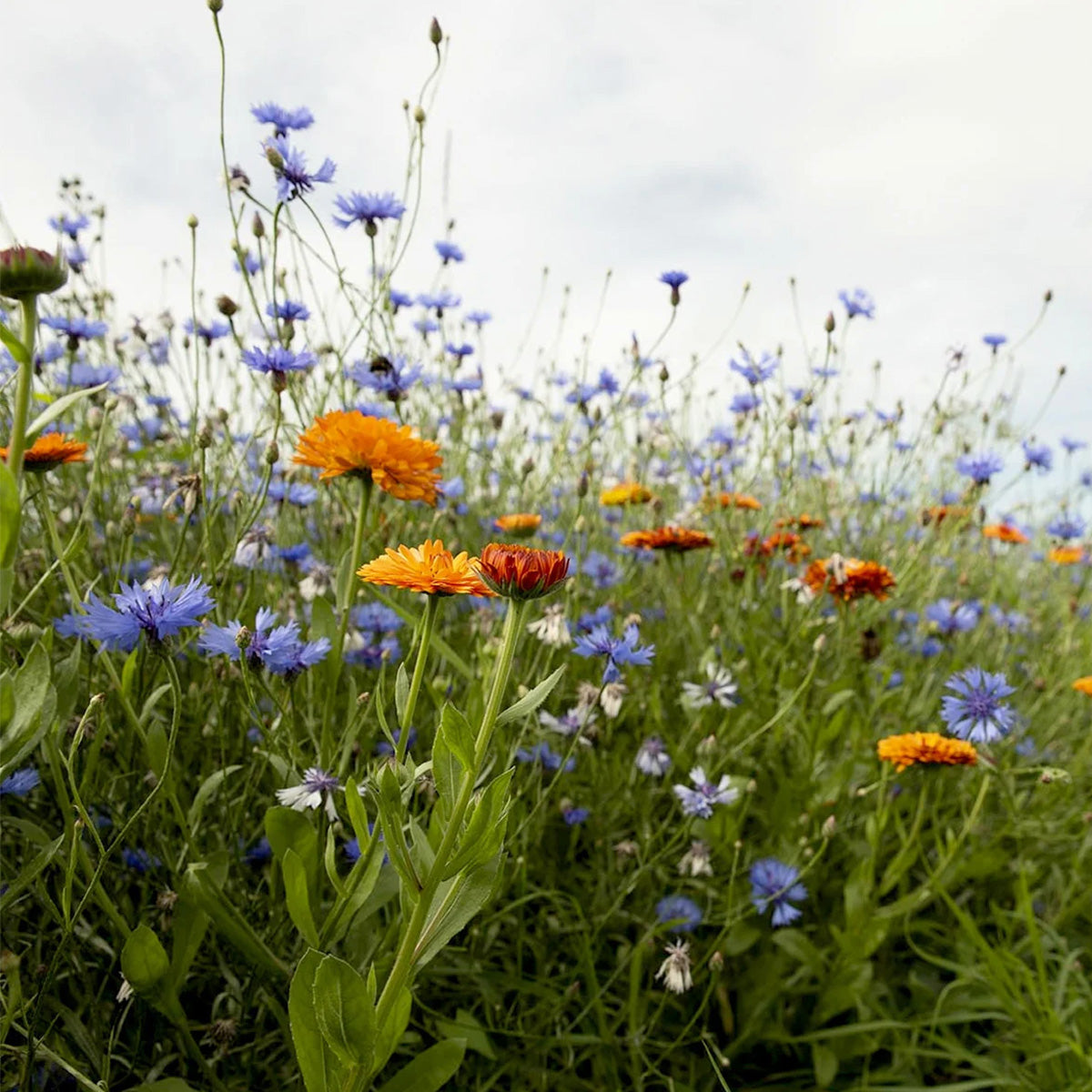 Rotstuinen bloemenmix 1 jarig