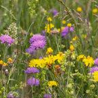 M4 – Laag Bloemrijk Graslandmengsel