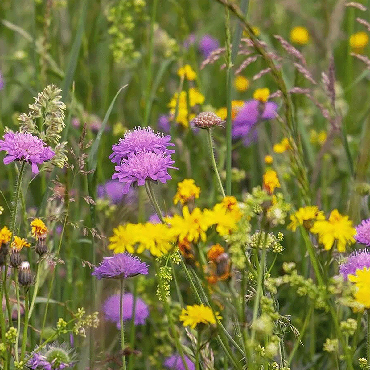 M4 – Laag Bloemrijk Graslandmengsel