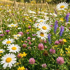Margrietenmengsel 1 – Inheems