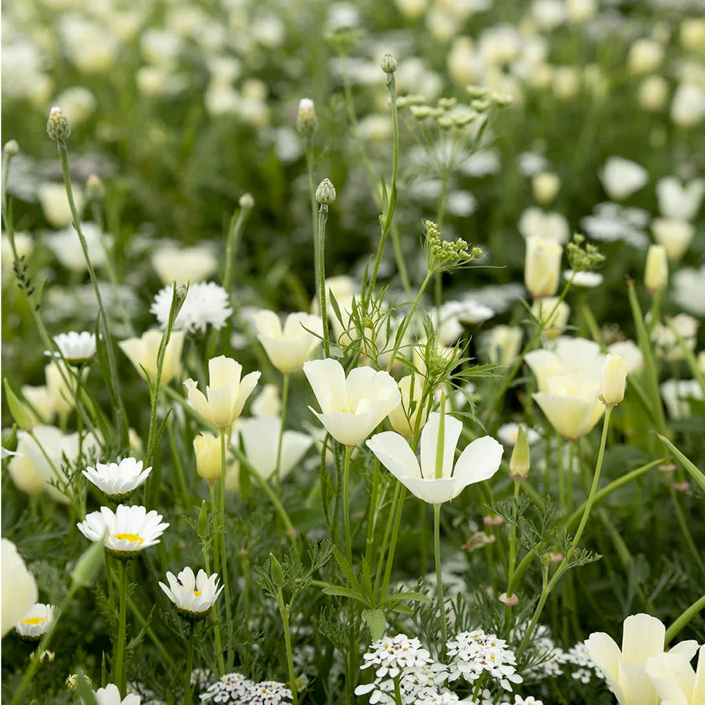 Zomerbloemen Witte Tinten Mix