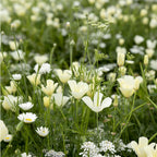 Zomerbloemen Witte Tinten Mix