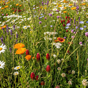 Bloemenmengsel voor Vlinders – Laag