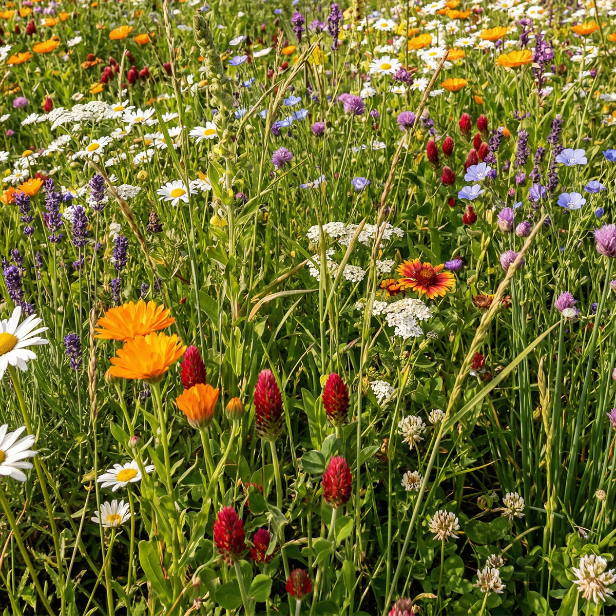 Bloemenmengsel voor Vlinders - Laag