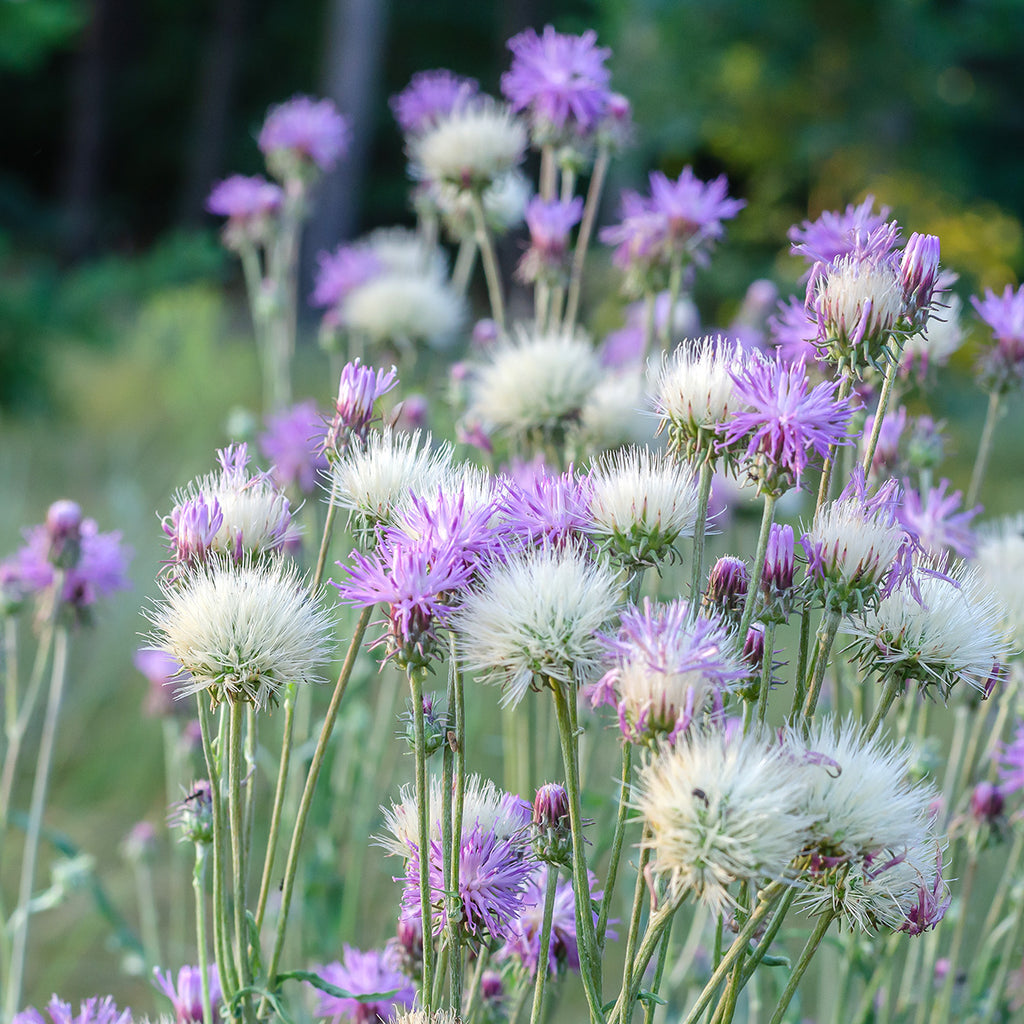 Keizerskorenbloem – Centaurea moschata imperialis