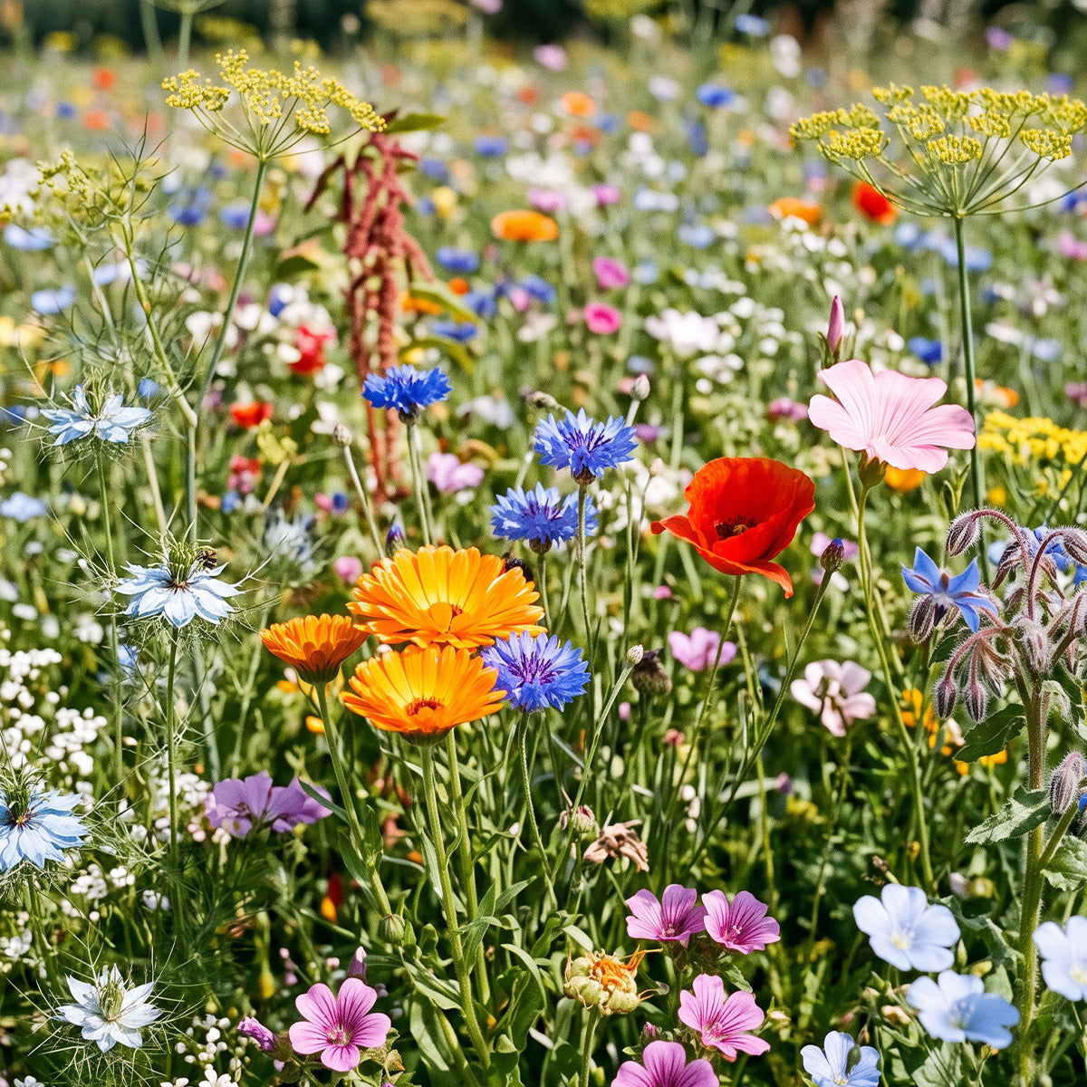 Weidebloemenmengsel