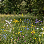 Schaduwrijk Bloemenmengsel – Meerjarig
