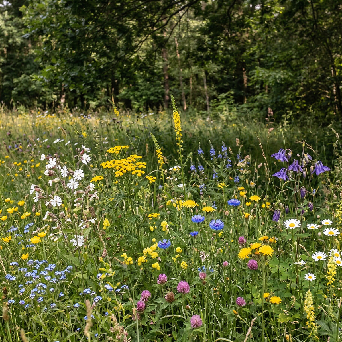 Schaduwrijk Bloemenmengsel – Meerjarig