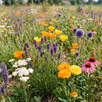 Droogteresistent bloemenmengsel
