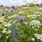 Bloemenmengsel Nuttige Insecten