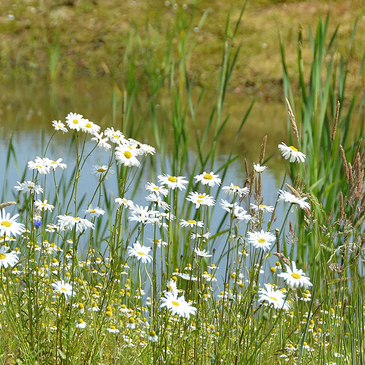 Stroomdal bloemenmengsel Inheems – Meerjarig