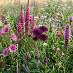 Paarse Wilde Bloemen mix – 14 soorten