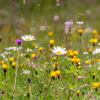 M5 - Bloemrijk Gazon - Nectarrijk