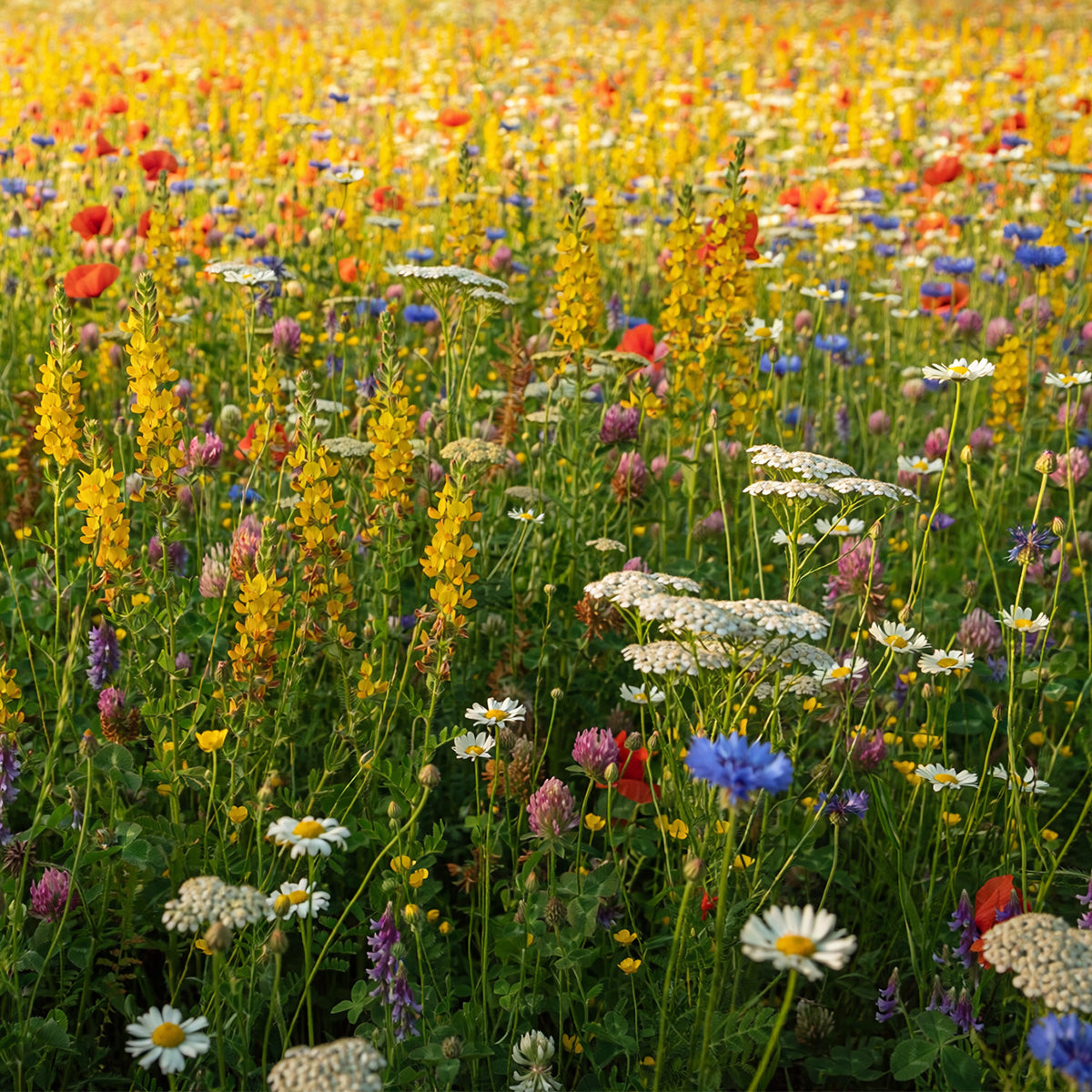 Bloemenmengsel Inheems - meerjarig