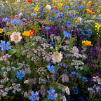 Tübinger Bijenmengsel