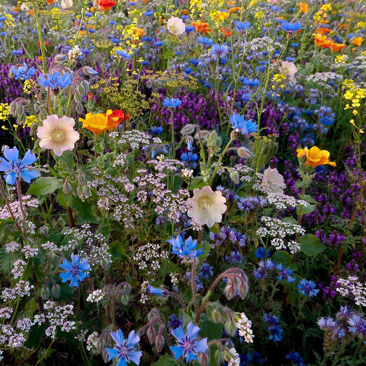 Tübinger Bijenmengsel