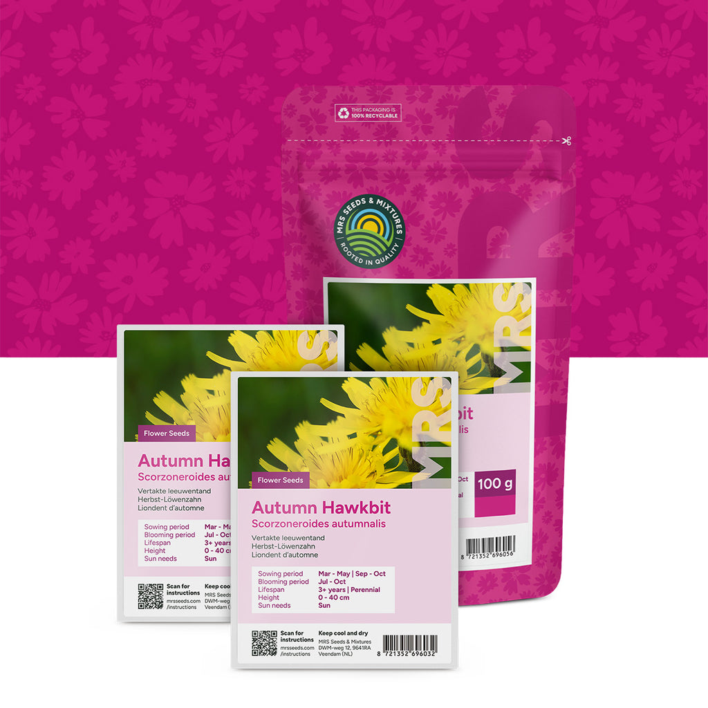 Vertakte Leeuwentand – Scorzoneroides autumnalis